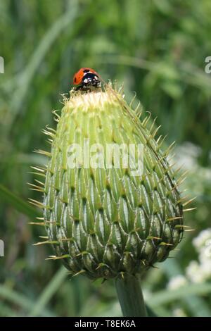 Primo piano di una coccinella arrampicata su una thistle Foto Stock