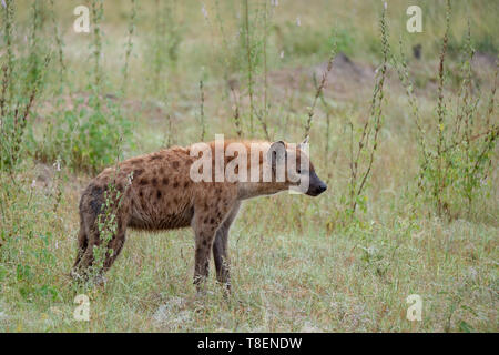 Spotted hyena nel bush, fotografato in Sabi Sands, Kruger, Sud Africa Foto Stock