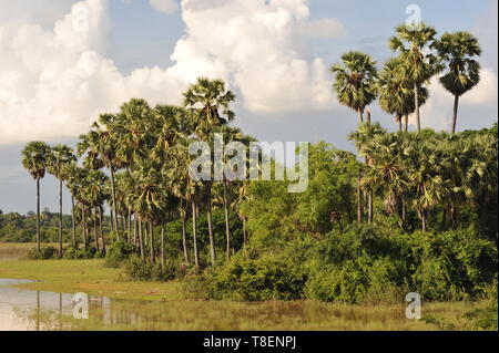 Lo zucchero palme & jungle nei tropichi, Kampong Thom Provincia, Cambogia. Credito: Kraig Lieb Foto Stock