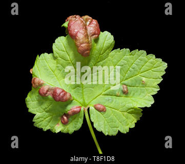 Ribes rosso ruggine sulla un ribes rosso foglia, causata da ribes afide del blister. Foto Stock