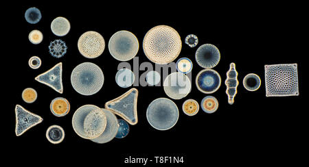 Varietà di diatomee, campo oscuro fotomicrografia Foto Stock