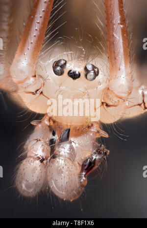 Cantina spider, Pholcus phalangioides, fortemente ingrandita che mostra ritratto palpi, mandibole, gli occhi Foto Stock