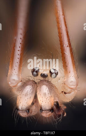 Cantina spider, Pholcus phalangioides, fortemente ingrandita che mostra ritratto palpi, mandibole, gli occhi Foto Stock