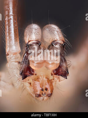 Cantina spider, Pholcus phalangioides, fortemente ingrandita che mostra ritratto palpi, mandibole, gli occhi Foto Stock