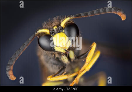 Vespa Vulgaris o il comune wasp, macro vista di testa composto, gli occhi, la bocca e le antenne Foto Stock