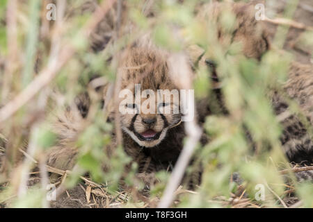 Cheetah neonato nascosto sotto un arbusto, Ngorongoro Conservation Area, Tanzania Foto Stock