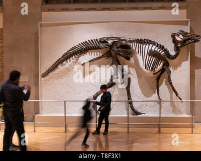 Il Royal Ontario Museum è un museo di arte, cultura e storia naturale a Toronto, Ontario, Canada. Foto Stock