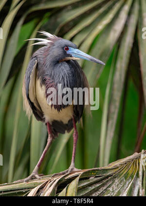 Airone tricolore in Florida Foto Stock