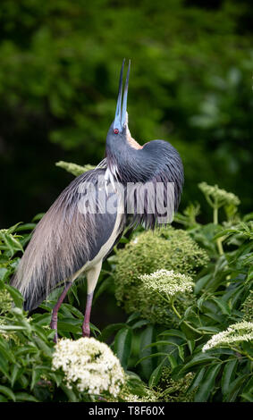 Airone tricolore in Florida Foto Stock