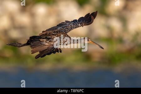 Limpkin nel sud della Florida Foto Stock