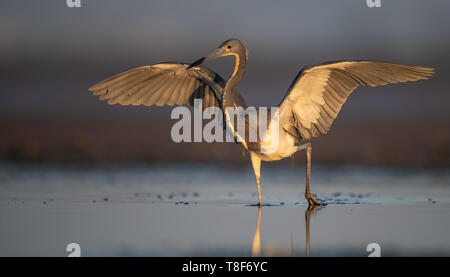 Airone tricolore in Florida Foto Stock