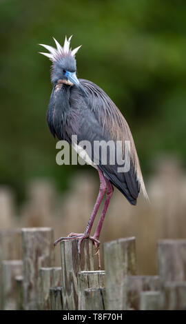 Airone tricolore in Florida Foto Stock