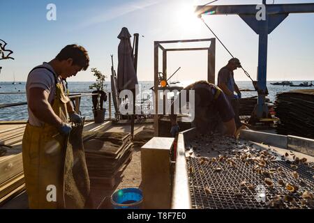 Francia, Gironde, Bassin d'Arcachon, Cap-Ferret, ostricoltura, oyster agricoltore nel villaggio di l'herbe, calibrazione di ostriche Foto Stock