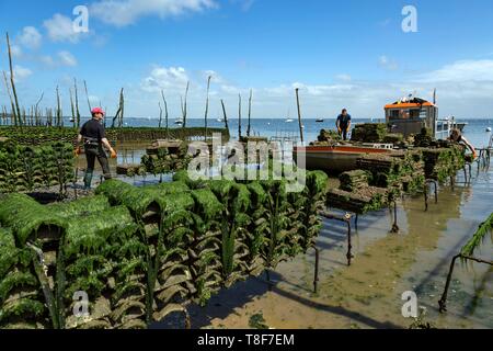 Francia, Gironde, Bassin d'Arcachon, Cap-Ferret, ostricoltura, ostriche, battibecco raccolta su calcinate piastrelle (vista aerea) Foto Stock