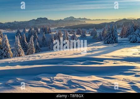 Francia, Haute Savoie, massive Bauges, al di sopra del limite di Annecy con la Savoia, l'altopiano di Semnoz eccezionale belvedere sulle Alpi del Nord, alba sulla neve scolpite dal vento e la massiccia Bornes e di Mont Blanc Foto Stock