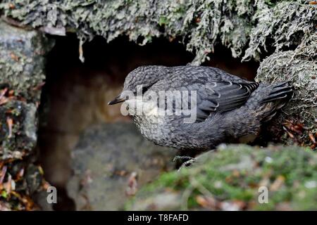 Francia, Doubs, Creuse valley, bianco throated bilanciere (Cinclus cinclus) nel flusso, chick solo lasciando il nido Foto Stock