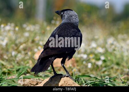 Francia, Doubs, la cornacchia occidentale (Corvus monedula) in un prato Foto Stock