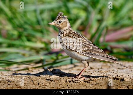 Francia, Doubs, Eurasian allodola Alauda (arvense) sul terreno Foto Stock