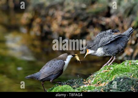 Francia, Doubs, Creuse valley, bianco throated bilanciere (Cinclus cinclus) nel flusso, adulti la caccia per alimentare il suo giovane Foto Stock