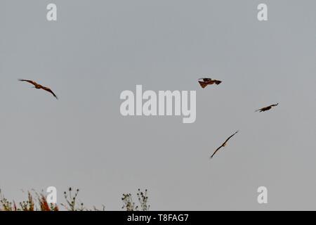 Francia, Doubs, rapaci in volo in volo, nibbio reale (Milvus milvus), variabile Poiana (Buteo buteo) Foto Stock