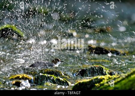 Francia, Doubs, Creuse valley, bianco throated bilanciere (Cinclus cinclus) nel torrente, vasca da bagno Foto Stock