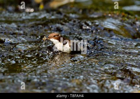 Francia, Doubs, Creuse valley, bianco throated bilanciere (Cinclus cinclus) nel flusso, adulti la caccia per alimentare il suo giovane Foto Stock