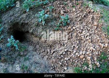 Francia, Doubs, European badger's burrow (Meles meles) sconfitto sul bordo di una foresta in un campo di colza Foto Stock