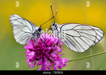 Francia, Lozère, Causse Mejean, butterfly, sguardo o nero-bianco venato (Aporia crataegi) Foto Stock