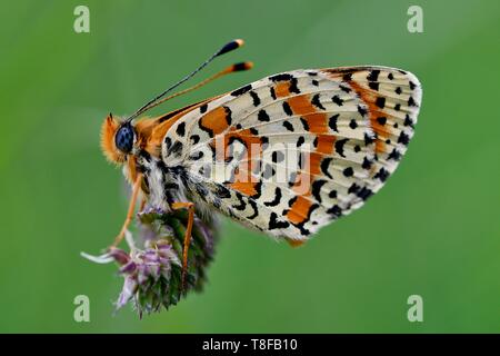 Francia, Lozère, Causse Mejean, butterfly, fiordaliso fritillary (Melitaea phoebe), maschio Foto Stock