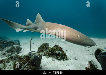 In prossimità del lato di un marrone squalo nutrice, Ginglymostoma cirratum, elasmobranch, Ginglymostomatidae, Foto Stock