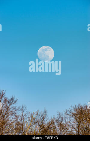 Super moon rising fino al di sopra gli alberi in inverno. Foto Stock