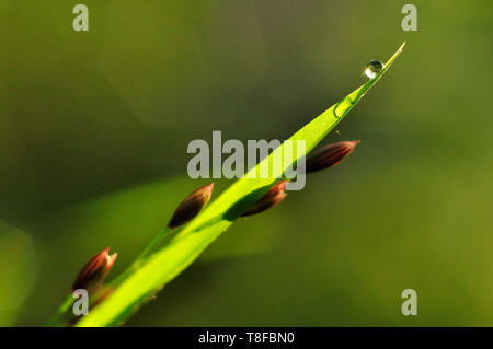 Legno (Melick Melica uniflora) con una goccia di rugiada sulla punta. Il tabacco da fiuto Mills, Bristol. Foto Stock