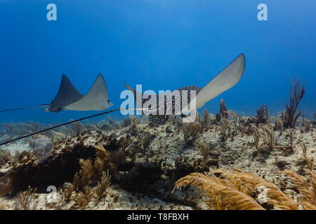 Coppia di gigante Spotted Raggi eagle, ,Aetobatus narinari, glide tutta pennacchi del mare e appassionati di mare sulla barriera corallina Foto Stock