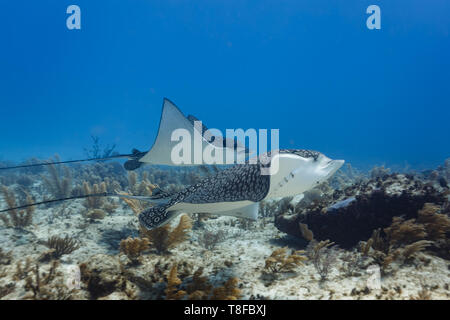 In prossimità di una coppia di gigante spotted,eagle raggi,Aetobatus narinari, scivolando a fianco a fianco in tutta colorata barriera corallina Foto Stock