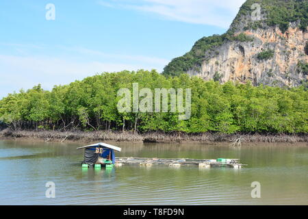 La piscicoltura o piscicoltura comporta un innalzamento di pesci commercialmente in serbatoi o contenitori come stagni di pesce, di solito per il cibo. Essa è la forma principale Foto Stock