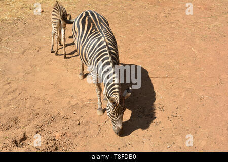 Giovane bella zebra mangiare su sfondo di massa Foto Stock