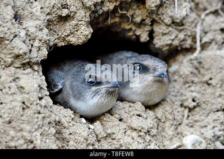 Francia, Doubs, Allenjoie, fiume, shore swallow (Riparia Riparia) nesting in un Allan riverbank, alimentazione pulcini a nido Foto Stock