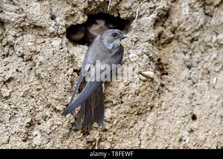 Francia, Doubs, Allenjoie, fiume, shore swallow (Riparia Riparia) nesting in una banca di Allan, alimentazione di pulcini Foto Stock