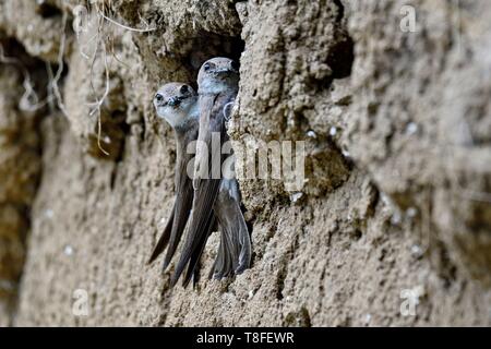 Francia, Doubs, Allenjoie, fiume, shore swallow (Riparia Riparia) nesting in una banca di Allan, giovane, alimentazione Foto Stock