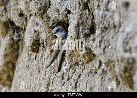 Francia, Doubs, Allenjoie, fiume, shore swallow (Riparia Riparia) nesting in una banca di Allan, alimentazione Foto Stock