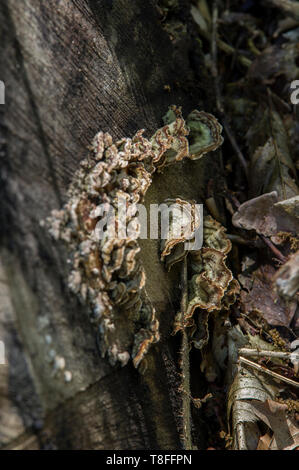 Tacchino coda funghi - Non mangiare funghi che non è stato identificato correttamente da un professionista - alcuni sono MORTALI Foto Stock