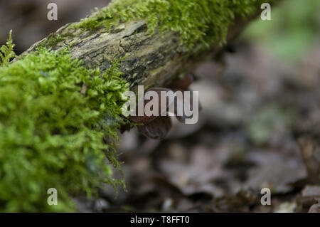 Orecchio di Giuda Auricularia auricula-judae - non mangiare funghi che non è stato identificato correttamente da un professionista qualificato, alcuni sono MORTALI Foto Stock