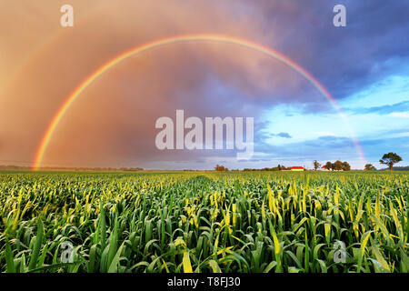 Rainbow su campo di grano, natura paesaggio Foto Stock