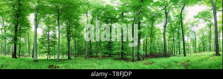 Foresta verde panorama a pioggia Foto Stock