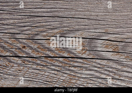 Foto di texture di grigio, usurato shabby, vecchio e rotto il legno che è stato esposto alle intemperie e al sole per anni e che mostra gli anelli di crescita. Foto Stock