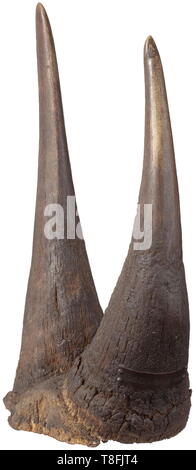 Un trofeo di rinoceronte, Sud Africa 1907 Una coppia di corna, preparati a una data precedente (la parte anteriore e la parte posteriore il clacson quasi delle stesse dimensioni) da un grande rinoceronte bianco (Ceratotherium simum). Corna con una naturale leggermente la superficie incrinato, il corno anteriore con una ribattuta badge in ottone, inscritto 'Athi plains 1907'. Entrambe le corna su una base costituita dall'animale la pelle. Lunghezza delle corna (ogni misurata lungo la curvatura esterna) 66 cm (anteriore avvisatore acustico) e 43 cm (back avvisatore acustico), il sottopancia del corno basi 46 cm (anteriore avvisatore acustico) e 44 cm (back avvisatore acustico), il peso totale del tr, Additional-Rights-Clearance-Info-Not-Available Foto Stock