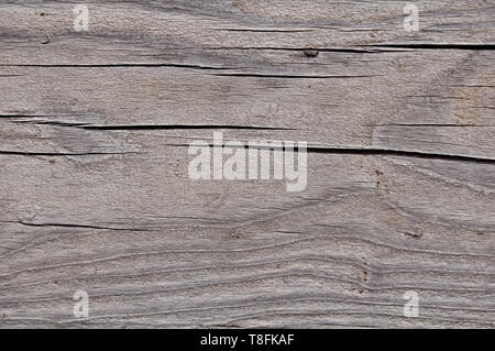 Foto di texture di grigio, usurato shabby, vecchio e rotto il legno che è stato esposto alle intemperie e al sole per anni e che mostra gli anelli di crescita. Foto Stock