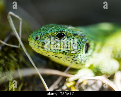 Voce maschile Lacerta agilis Biacco rettile animale ritratto Macro Close-up Foto Stock