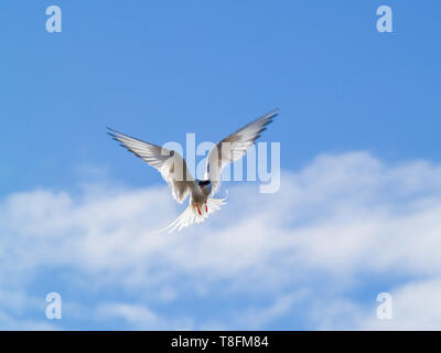 Arctic Tern (sterna paradisaea) si aggira prima piombando a catturare prede nel nord dell'Islanda. Nome locale: kría. Foto Stock