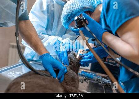 Il pet chirurghi team ne rendono difficile il funzionamento. Gatto sotto anestesia generale sul tavolo operatorio. Foto Stock